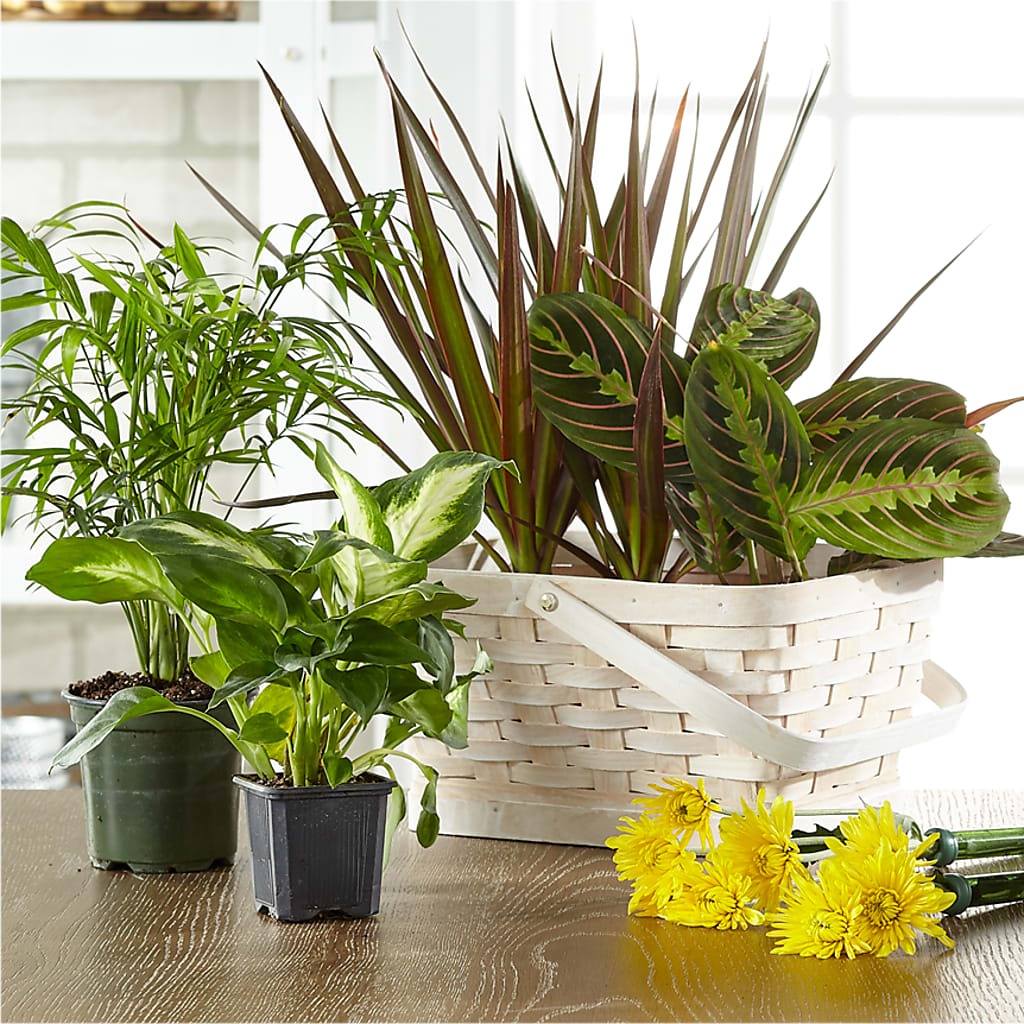 Florist Designed Blooming and Green Plants in a Basket – Joyce Florist Of Dallas Inc, Dallas TX