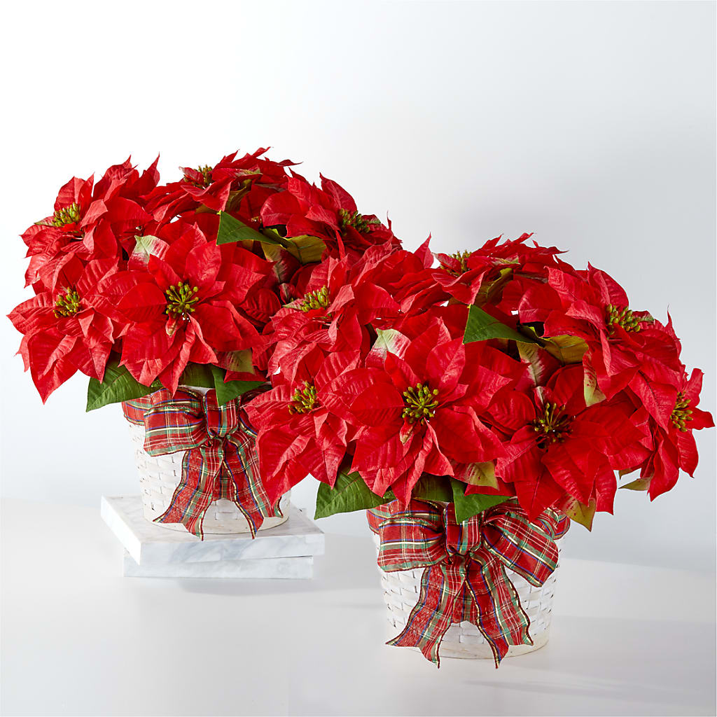 Happiest Holidays Poinsettia Bundle – Joyce Florist Of Dallas Inc, Dallas TX