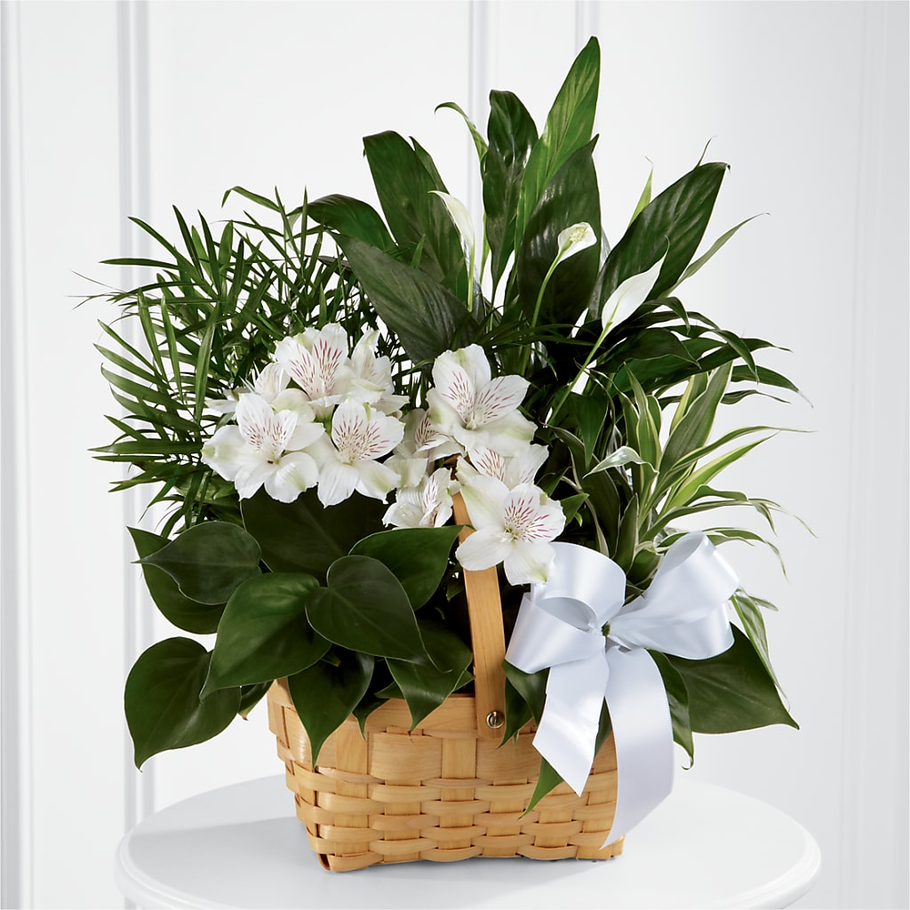 Peace & Serenity Dishgarden – Joyce Florist Of Dallas Inc, Dallas TX