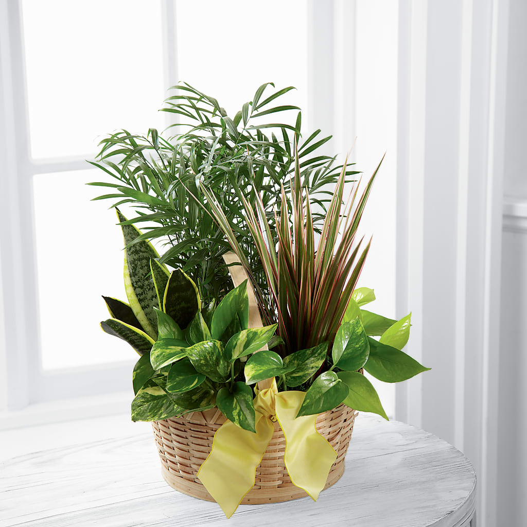 French Garden – Joyce Florist Of Dallas Inc, Dallas TX