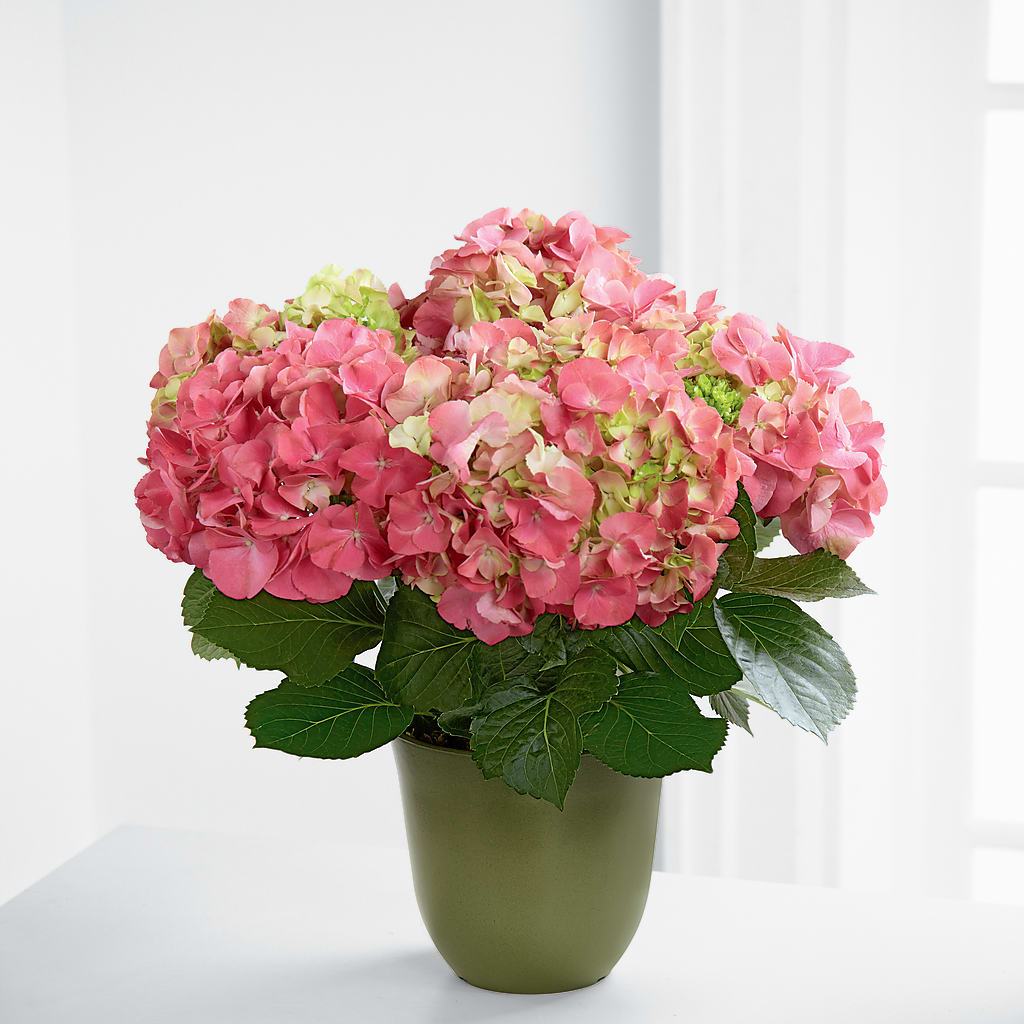 Pink Hydrangea Planter – Joyce Florist Of Dallas Inc, Dallas TX
