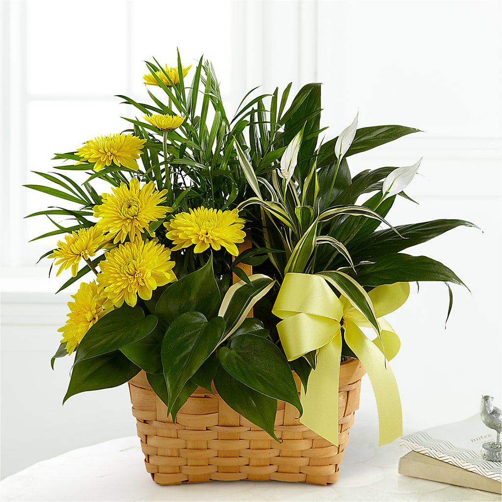 Loving Light Dishgarden – Joyce Florist Of Dallas Inc, Dallas TX