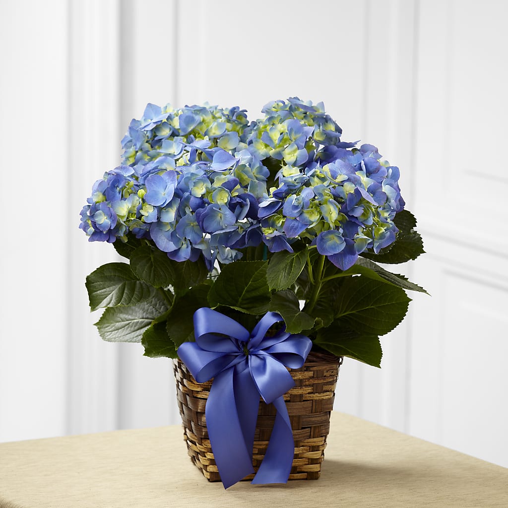 Blue Hydrangea Planter – Joyce Florist Of Dallas Inc, Dallas TX