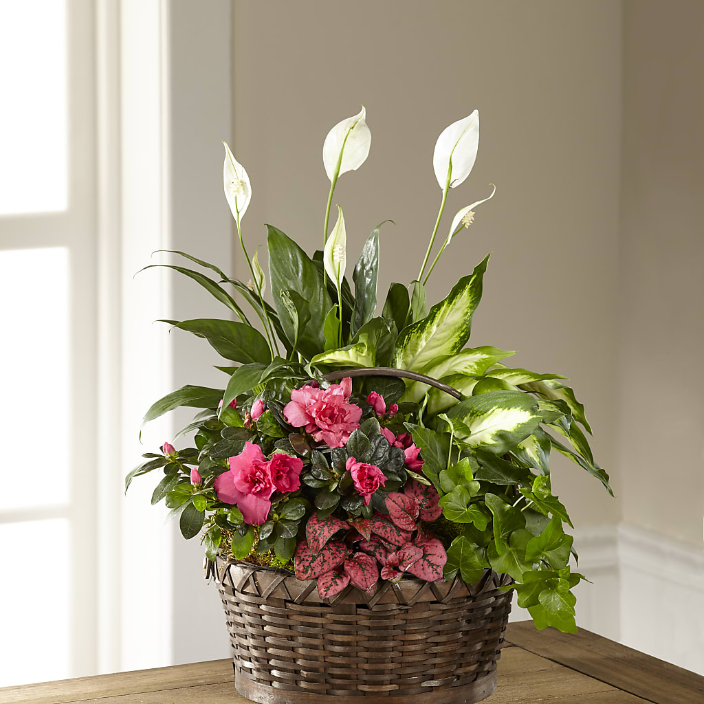 Dream in Pink Dishgarden – Joyce Florist Of Dallas Inc, Dallas TX