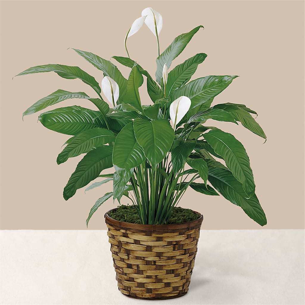 Tranquil Moments Peace Lily Plant – Joyce Florist Of Dallas Inc, Dallas TX
