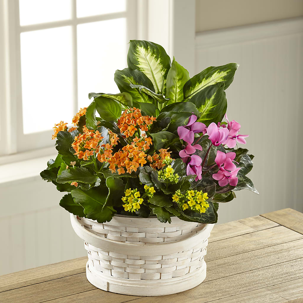 Color Crush Dishgarden – Joyce Florist Of Dallas Inc, Dallas TX