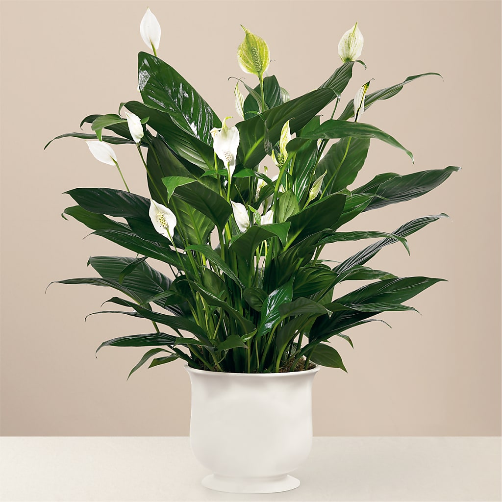 Comfort Planter – Joyce Florist Of Dallas Inc, Dallas TX