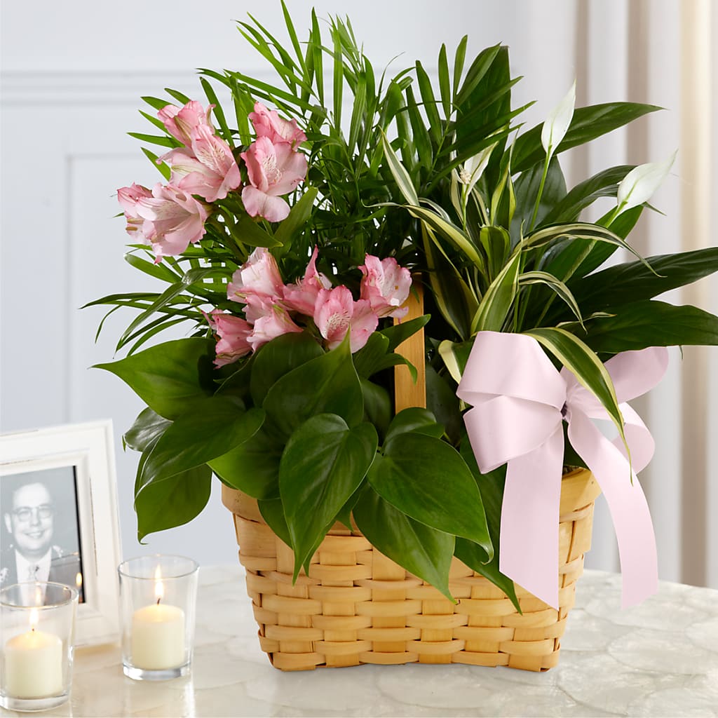 Living Spirit Dishgarden – Joyce Florist Of Dallas Inc, Dallas TX