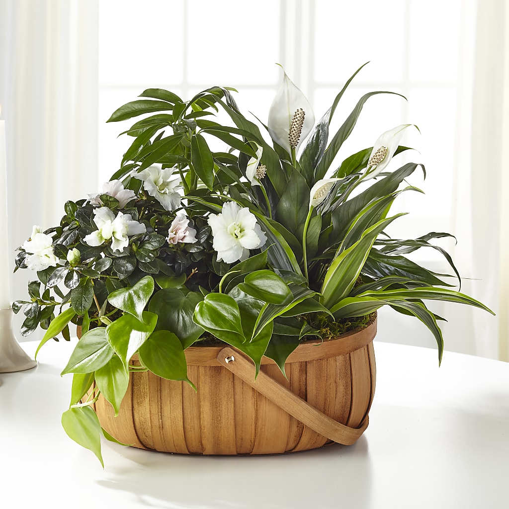 Serene Dishgarden – Joyce Florist Of Dallas Inc, Dallas TX
