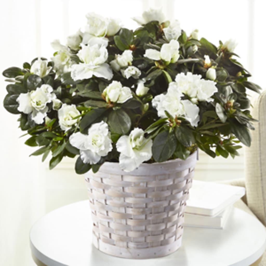 White Azalea Plant – Joyce Florist Of Dallas Inc, Dallas TX