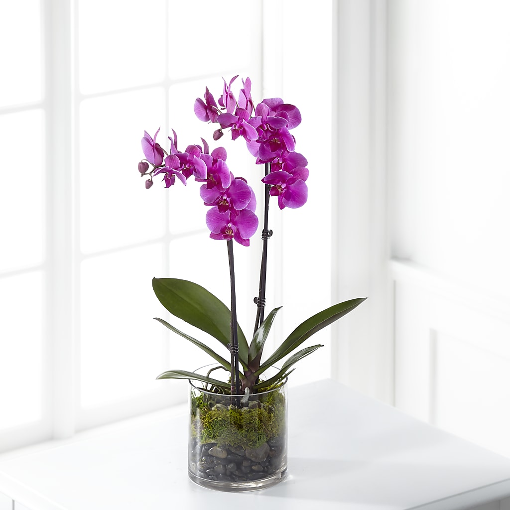Pink Orchid Plant – Joyce Florist Of Dallas Inc, Dallas TX