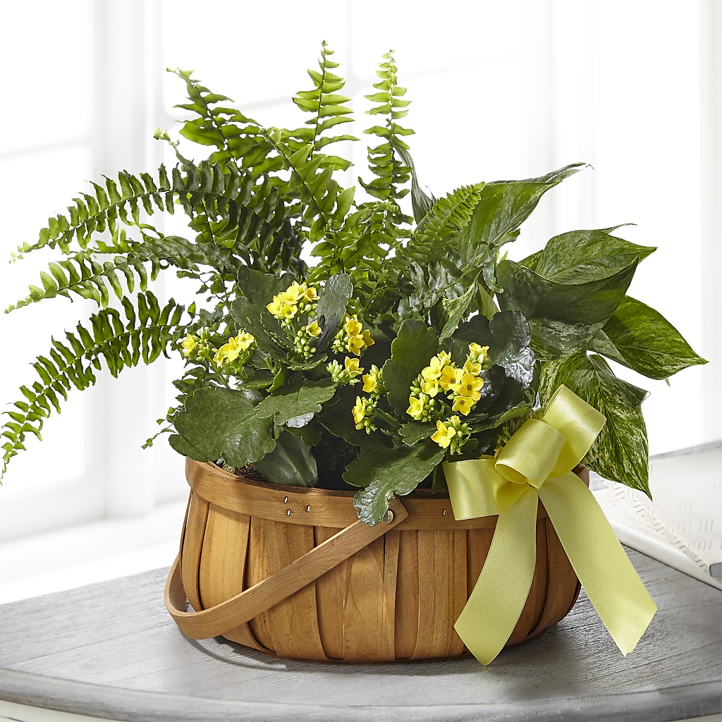 Always Dear Dishgarden – Joyce Florist Of Dallas Inc, Dallas TX