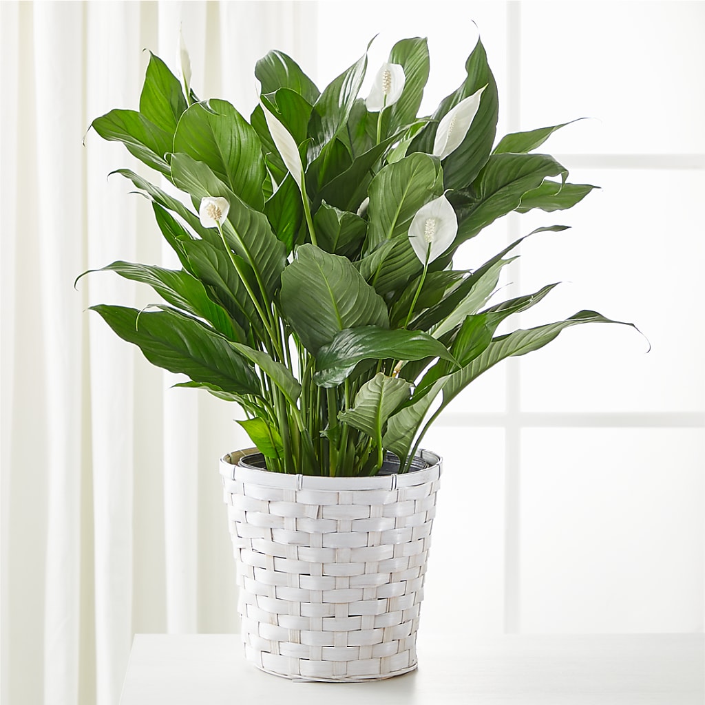 A New Leaf Peace Lily – Joyce Florist Of Dallas Inc, Dallas TX