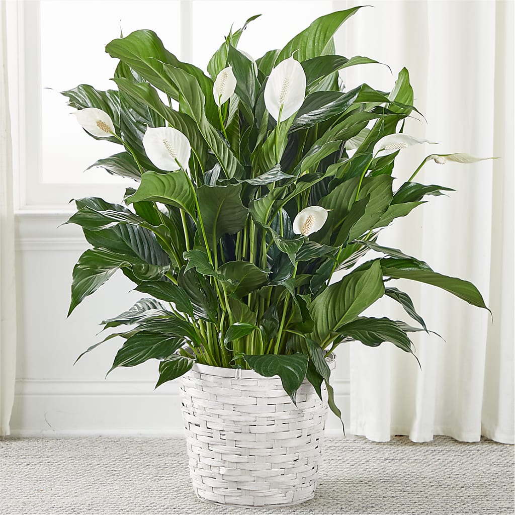 A New Leaf Peace Lily – Joyce Florist Of Dallas Inc, Dallas TX