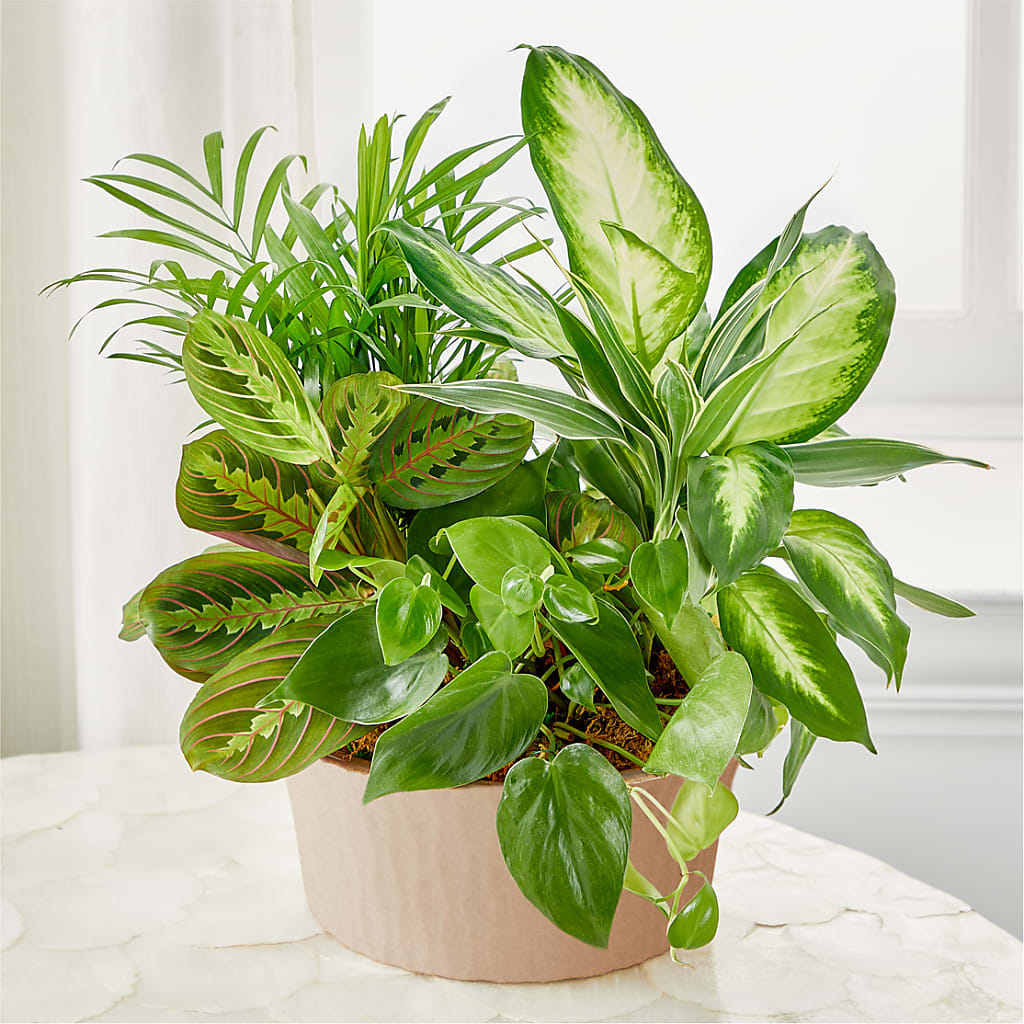 Balance & Harmony Dishgarden – Joyce Florist Of Dallas Inc, Dallas TX