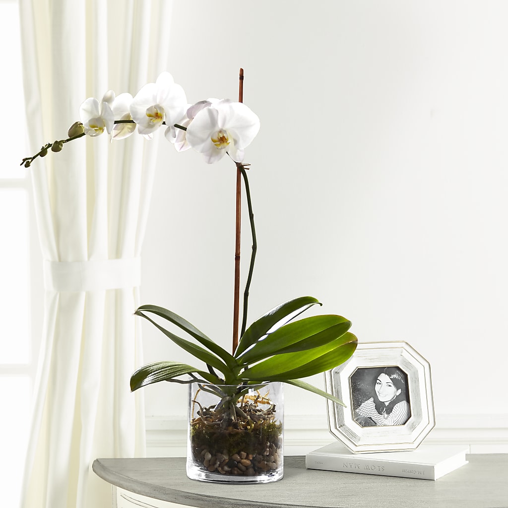 White Orchid Planter – Joyce Florist Of Dallas Inc, Dallas TX