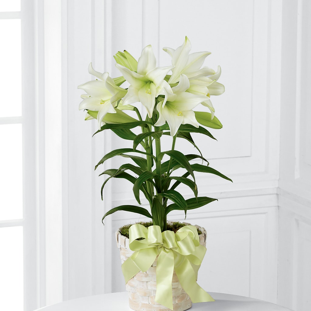 Easter Lily Plant –  Joyce Florist Of Dallas Inc, Dallas TX
