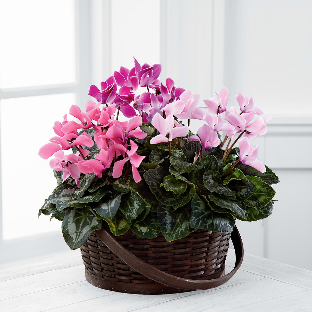 Mixed Cyclamen Planter –  Joyce Florist Of Dallas Inc, Dallas TX