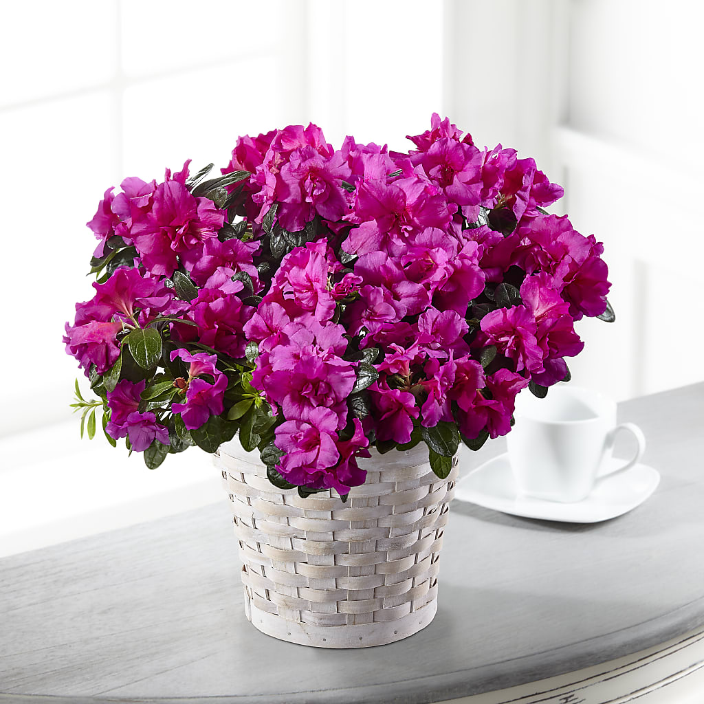 Hope & Serenity Azalea Plant –  Joyce Florist Of Dallas Inc, Dallas TX